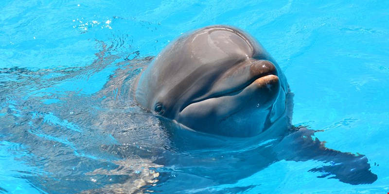 Dolphins
